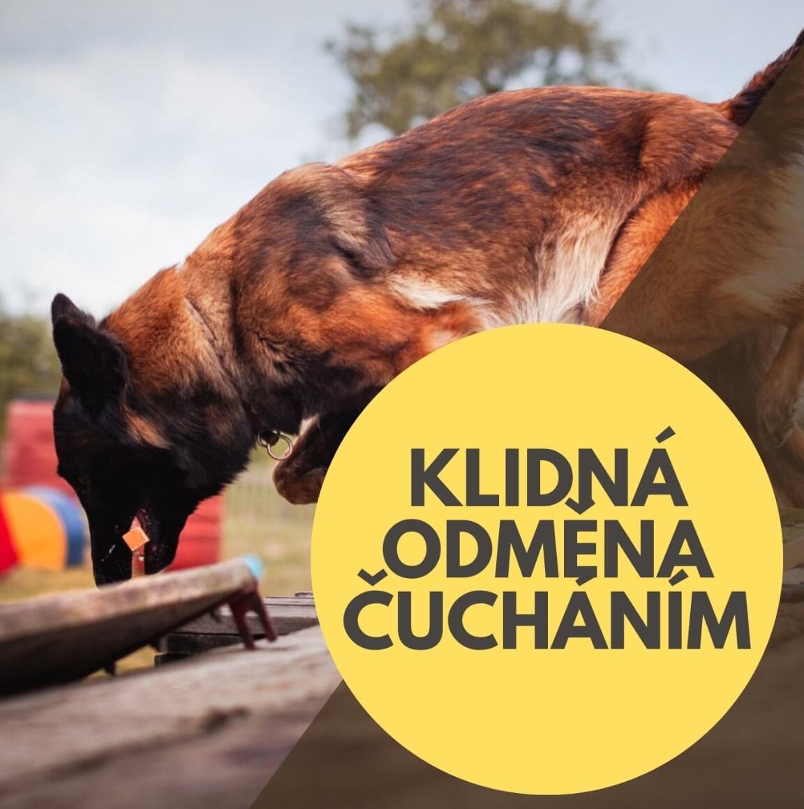 Jak odměnit psa klidně a kontrolovaně